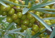 '��Ÿ�γ���' ���̾��?