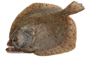 ���̾�Ʈ�� ������ �ִ� ���Ǫ�� 5