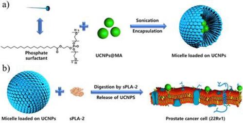 그림:(a)업컨버젼나노입자의 캡슐에 싸는 방법 (b)포스포리파제효소에 의해 인산 계면활성제의 분해에 의한 나노입자의 방출 메카니즘