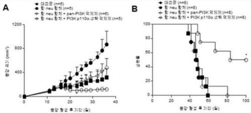 허셉틴과 새 물질을 병용한 경우 종양의 크기(A)는 작고 생존률(B)은 높았다