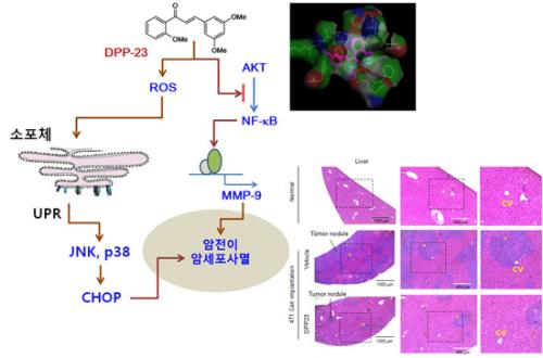 DPP-23 화합물이 소포체 스트레스 반응을 통하여 암세포사멸을 유도하고, Akt 효소에 결합하여 MMP-9 유전자 발현을 억제시킴으로써 유방암세포의 전이능을 차단하는 기전.