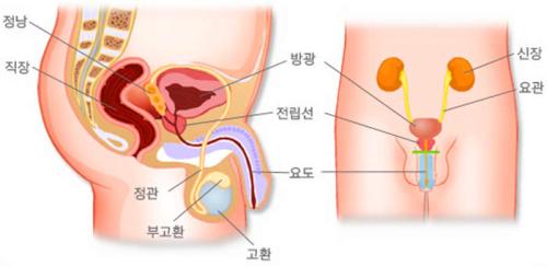 전립선 (이미지출처 : 국가건강정보포털)