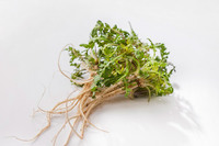 �ǻ簡 ��õ�ϴ� '���̾�Ʈ' ���� ������ 4���� ���� �����