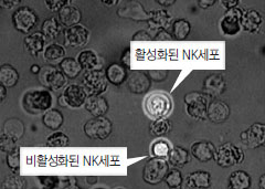 
	활성화된 NK세포는 겉이 넓은 막으로 싸여있다. 이 막은 암세포에 구멍을 뚫고 NK세포가 가지고 있던 암세포 파괴 물질을 넣는 역할을 한다. 비활성화된 NK세포는 이 막이 없어서 암세포 파괴 물질을 활용할 수 없다.
