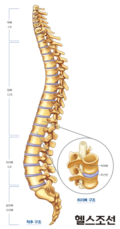 척추와 허리뼈 구조 그림
