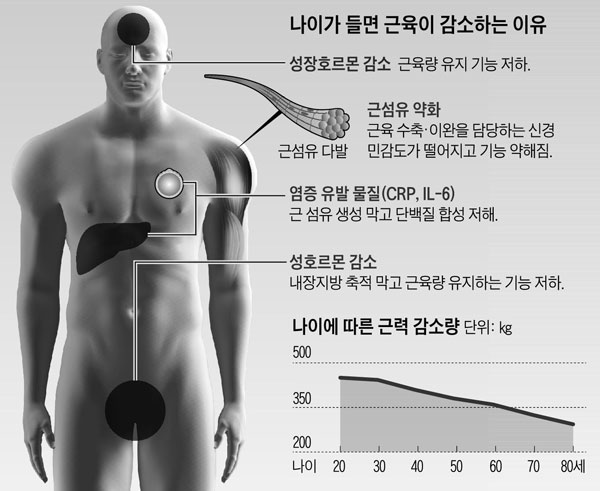 나이가 들면 근육이 감소하는 이유. 나이에 따른 근력 감소량.