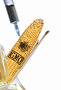 GMO ڰ   ֻ⸦   ִ