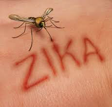 ZIKA  ۾  Ǻ  ɾִ  