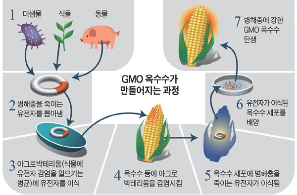[׷ ] GMO,  