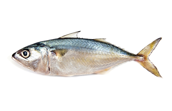 코엔자임Q-10 함량이 높은 등푸른 생선