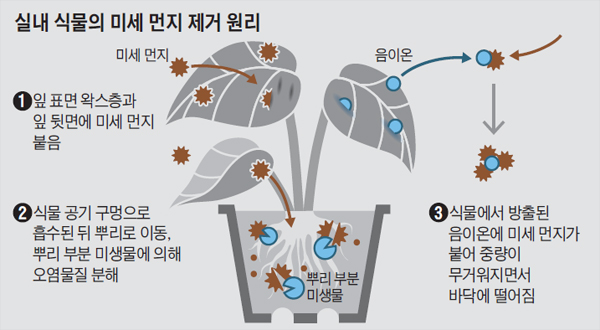 효과 공기 정화 식물 공기정화식물 추천