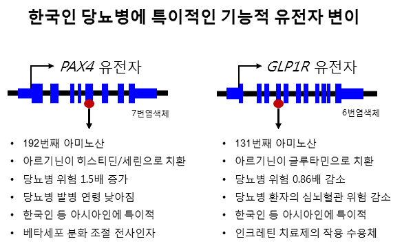 GLP1R PAX4   ϴ ĵ