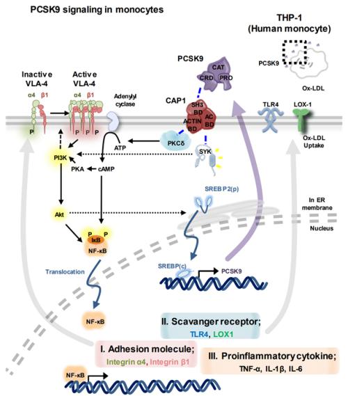 [ ׸ 1] PCSK9 ܹ   . PCSK9 CAP1 տ  PKC SYK Ȱȭǰ, ̾  ȣ ü谡 Ȱȭȴ. ñ ٱ ϰ Ǹ ü  Ѵ.