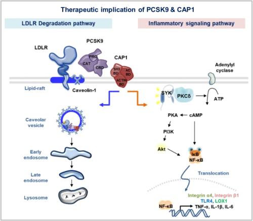[׸ 2] PCSK9  ۿ.  ݷ׷  ۿ(). LDL-ü, PCSK9, CAP1   CAP1 ε  ﷮ü ī    Ե LDL-ü ı.  ,  ǥ鿡 LDL-ü پ Ǿ  ݷ׷ ġ . ٱ   ۿ() PCSK9, CAP1   CAP1 ȣ ɿ  PKC SYK ȰȭǸ Ϻ ټ ȣ ܹ ȰȭŴ.   ٱ ϸ ׻ȭ  ȯ .