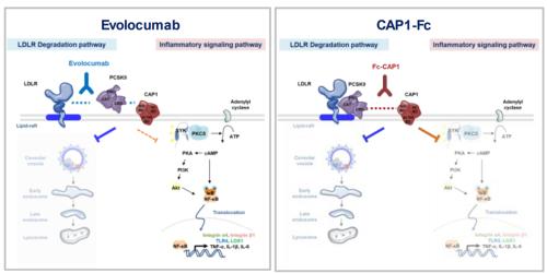 [׸ 3] PCSK9  .   ť 1  ȿ()     ġ   ȿ() ť PCSK9 ٴ üμ LDL-ü  ν LDL-ü ı ؼ  ݷ׷ . ׷, PCSK9-CAP1  ظ  ϱ⿡, PCSK9     ״ Ƴ ȴ. ݸ  ġ(Fc-CAP1 ) PCSK9-CAP1  ϱ , LDL-ü ı 鼭      ִ.