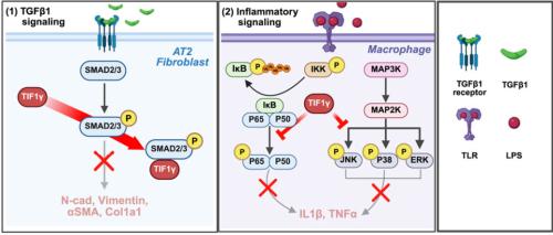 TIF1�� �������� ����ȭ ���� ����. (1)TIF1��� AT2 ������ ������������ TGF-�� ��ȣ�� �����ϰ�, (2)��ļ������� ���� ��ȣ ���(NF-kB, MAPK)�� ���������� �����Ͽ� ������ ȿ���� ����