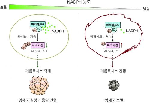 <strong>NADPH  ý ν ϼ    ϴ ġ6 ƾ  ۵ ĵ.</strong><br>  NADPH Է  , NADPH ġ6   ý  ٽɴܹ p53 ACSL4 ƿȭ ϰ ظ Ѵ. ̴ ġ6 ý  ϼ   ֵ Ѵ. ݴ, ý  Ʈ  NADPH Է Ư ġ Ϸ   ġ6 Ȱ  ǰ,   ȭ ý  ܹ鿡   Ͼ. ̴ ȿ ϼ Ҹ Ѵ. [׸   =װб а Ȳö ]