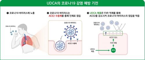 UDCA COVID 19  [@]