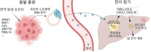 (׸ ) ü м   ü DNA   ϴ ǥ ڴ ü  鿪 ߻  ġ ڷ ˷ APAF1, NCF1 Ȯεƴ. (׸ )   콺 𵨿  ü DNA     ĵ.