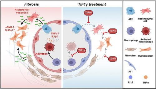 [�� ������ ��ȭ �� ���� ������ ��Ÿ�� �׸�]<br>TIF1�� �����ڴ� ��ļ��� ��� �ܰ�, �������� ������ȯ �ܰ�, �������� Ȱ��ȭ �ܰ迡�� ��� ����ȿ���� �����Ѵ�. [�׸�=����뺴��]<br>
