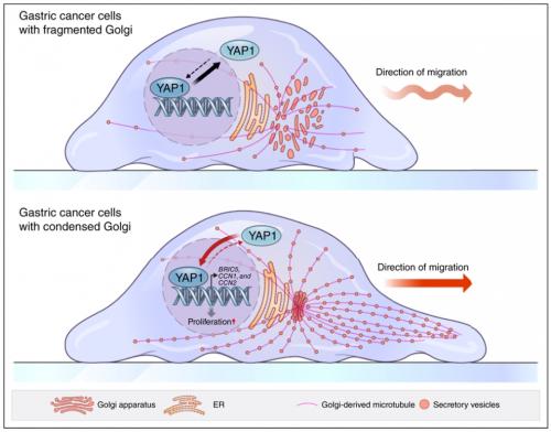    ü       YAP1 Ȱȭ  Ǽȭ ϴ  ϴ ĵ.