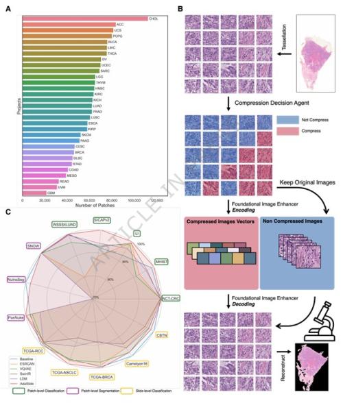 [AdaSlide ���� ����� ���μ���, ���� ���]<br>A: �Ʒý�Ű�� �� ���� 31�� ���� PanCancer �����ͼ� ����<br>B: �̹��� ó������ : Ÿ�ϸ�  CDA  ���ڵ�  ���ڵ� - �籸��<br>C: 13���� ���� ���� �۾����� ���� ��� ������ �ð�ȭ�� �����̴� �� ��Ʈ<br>- �پ��� �������� ǰ���� �񱳵Ǿ� ���� (�ٱ������� ������ ���� ����)<br>- �Ķ��� ���� ���� (Baseline), ���� ���� Adaslide<br>- Adaslide�� �� �������� ������ ���� ǰ���� ��������, �Ϻ� ���������� <br>�������� ����� ����� ������. [�׸�������=���Ｚ�𺴿�]<br>