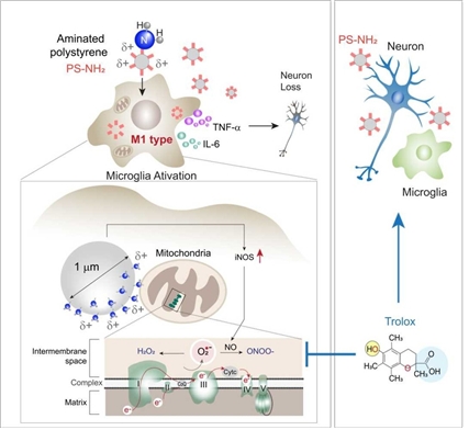 �ƹαⰡ ����� ������Ƽ�� �̼��ö�ƽ(PS-NH2)�� �̼��Ʊ��������� ���������� ���� ������ �����ϸ�, �����ܵ帮�� superoxide ������ ���� ��ȭ��Ʈ������ ������Ű�� ���� �� Troloxó���� ���� �Ű浶�� ��ȭ ȿ�� ���䵵.