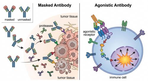 ���� Ÿ���� �Ѱ踦 �غ��ϱ� ���� ������ ������ü�� �ֱ� ������ ��ü �����Ͼ ����� �������� Ư�� ȯ�濡���� �ۿ��ϰų� �鿪 ������ �����ϴ� ������ ������ ��ü�� �ŵ쳪�� �ִ�. [������ ����� ���ظ� ���� ���� AI ���� �̹���]