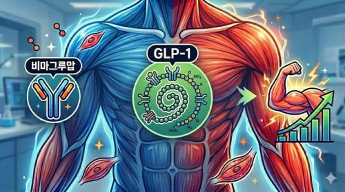 �� �� ��� ���⿡ ó�ߴ� ����� �๰&nbsp;���񸶱׷縿(Bimagrumab)���� GLP-1 ��ġ�������� �������� ���� �� ��ġ�� �����ϸ�, ������ &nbsp;������ü�������� �ָ� �ް� �ִ�. (������ ����� ���ظ� ���� ���� AI ���̳��� ���� �̹���)