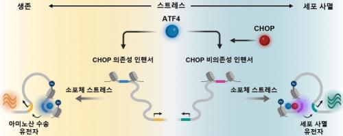 ���� ��Ʈ���� ���� �ٽ� ���� �ܹ��� ATF4�� CHOP�� ��ȣ�ۿ뿡 ���� �����Ǵ� ���� ��������� ��ĵ� [����=�����Ƿ�� ����]