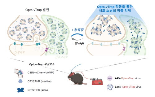 광유전학적 세포소낭 분비 억제 시스템 Opto-vTrap 의 모식도 (그림=IBS 제공)