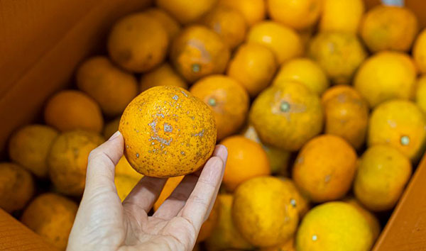 ��� �̹���