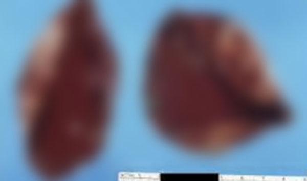 ��� �̹���