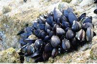 ���� �԰� �Լ� ���� ����Ǳ����� '�з�����&#.. ���� �����