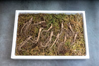 �߼� ������ ���λ ���� ���� �е�, �� ������ ���� �����