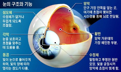 [그래픽] 눈의 구조와 기능