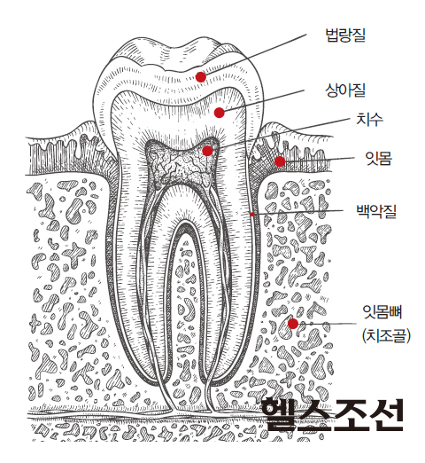 치아구조