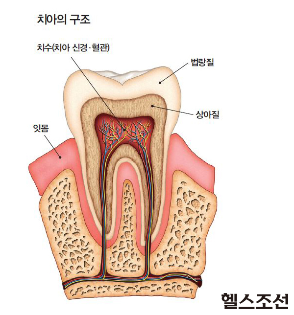 치아의 구조