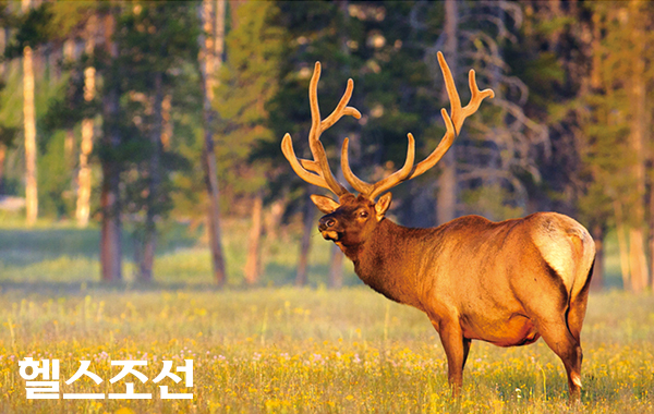 옐로스톤국립공원 안에는 많은 야생동물이 어울려 살아간다