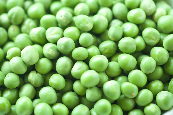 초록색 콩 사진