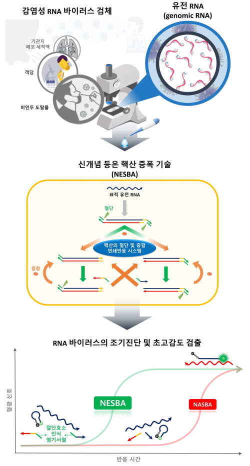 RNA ʰ   ĵ