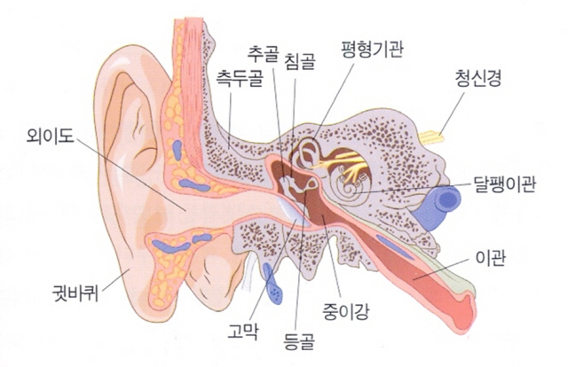귀 기관