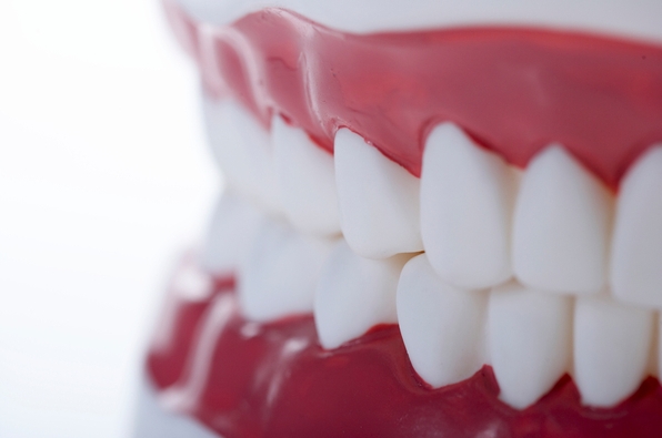 「歯茎なし」はありえない…元気になるためには、歯の世話をしなければならない。