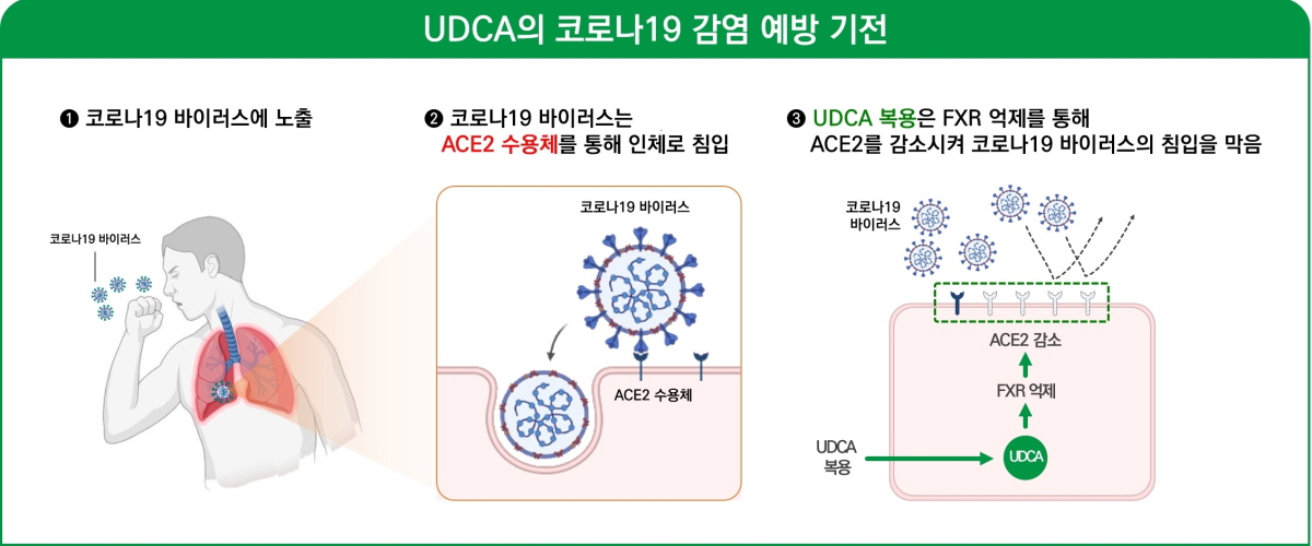 UDCA ڷγ   ڷ