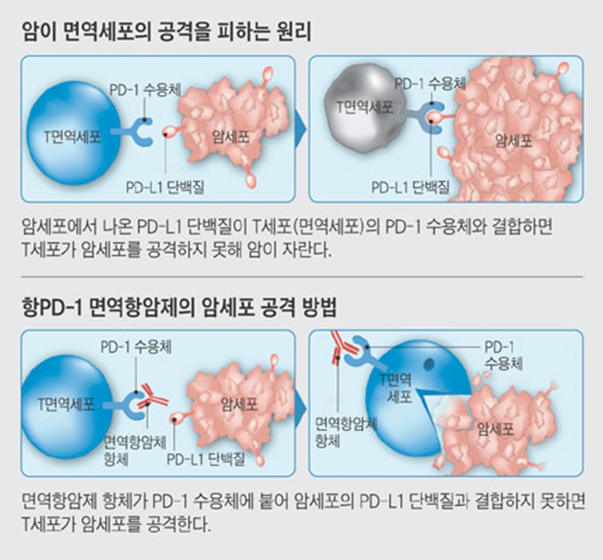 PD-1 鿪׾  ðȭ ׷ ڷ