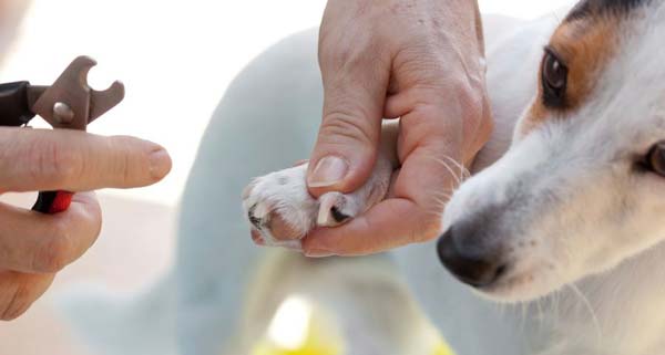 �ݷ��� ���� ����ִ� �հ� ������ ��