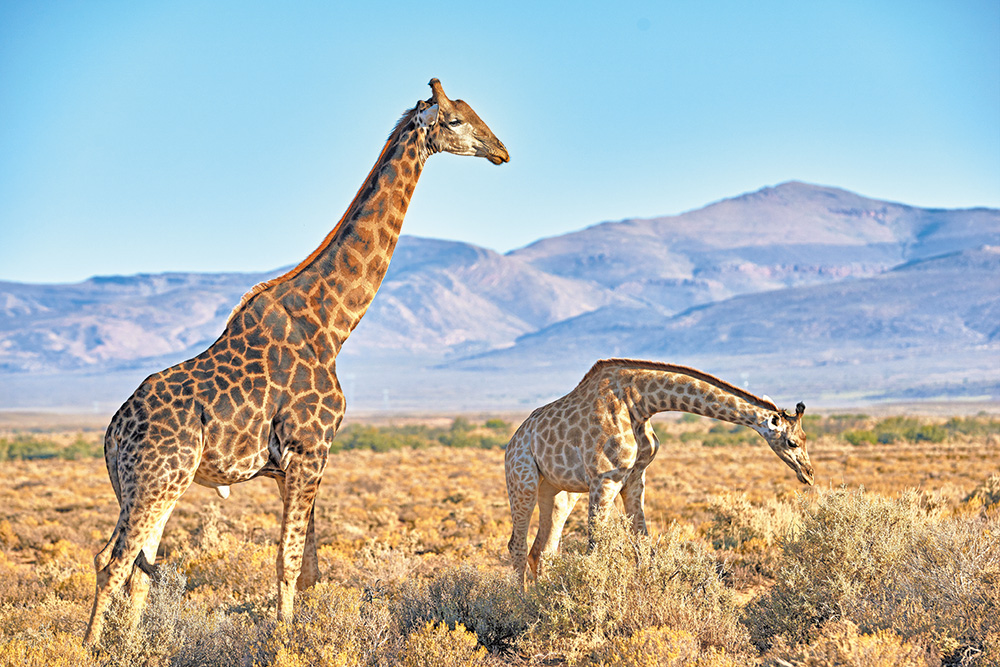 자연의 광대함과 생경한 야생… 로망의 아프리카로