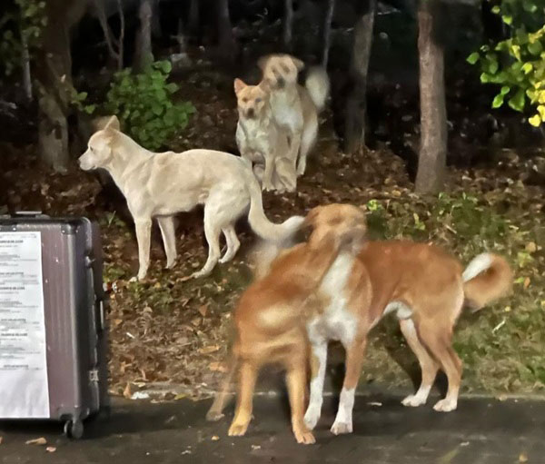 서울대 캠퍼스서 들개 출몰… 마주쳤을 땐 ‘이렇게’ 피해야