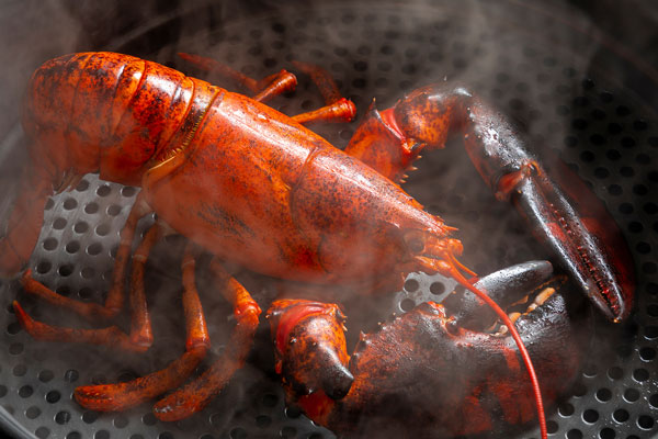 유충에 이어… 랍스터 살에서 ‘이것’ 검출