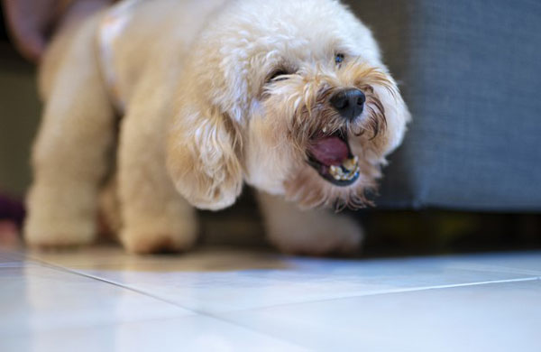 강아지·고양이 문제 행동 때문에 동물병원 갔는데… 웬 신체 검사? [멍멍냥냥]